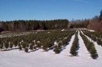 Field of Trees