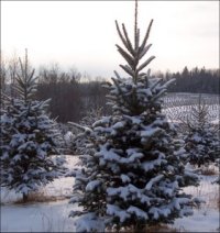 Trees in snow