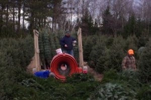 Preparing and bumdling trees to ship.